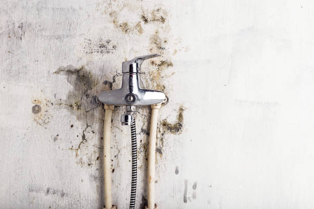 Best Fast Mold Removal  in Buttonwillow, CA