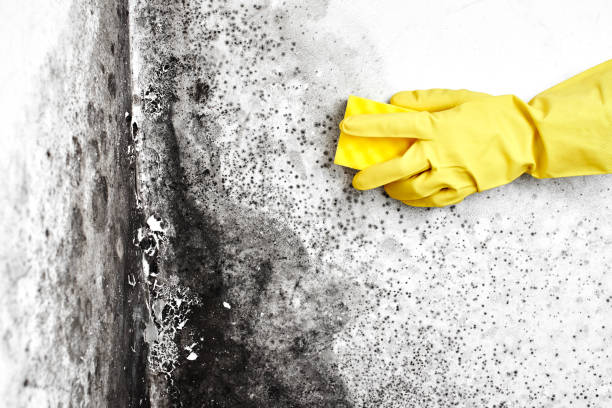 Best Mold Removal Company Near Me  in Buttonwillow, CA