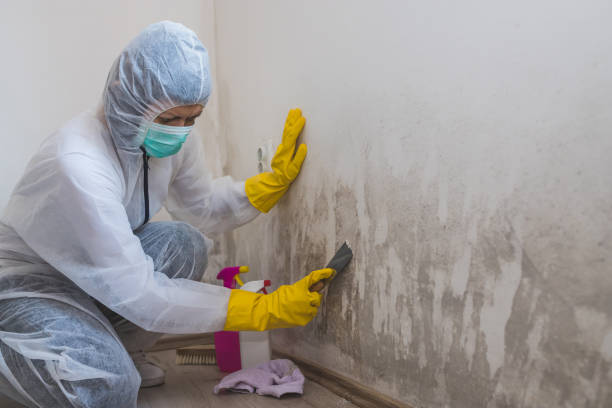 Best Same-Day Mold Removal  in Buttonwillow, CA