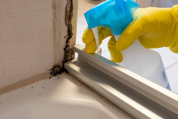 Best Mold Inspection  in Buttonwillow, CA