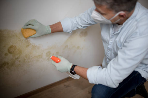 Best Certified Mold Removal  in Buttonwillow, CA