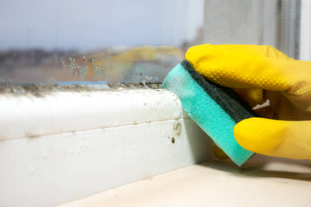 Best Emergency Mold Removal  in Buttonwillow, CA