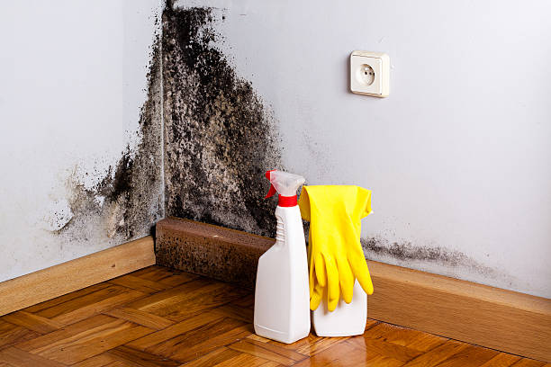 Best Toxic Mold Removal  in Buttonwillow, CA