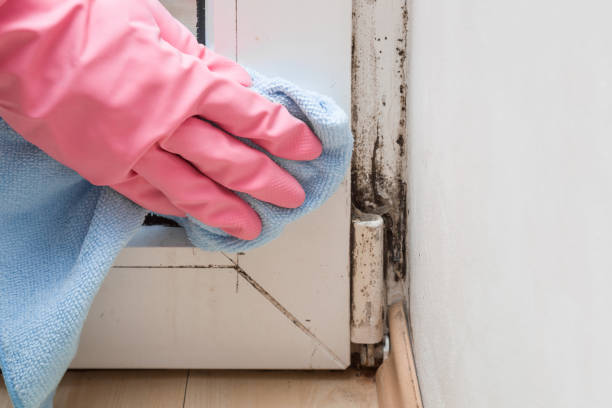 Best Office Mold Removal Services  in Buttonwillow, CA