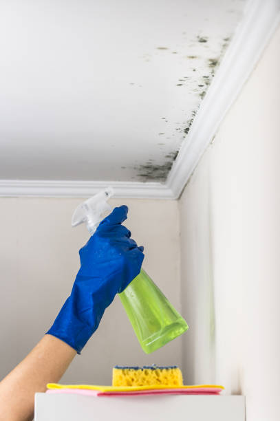 Attic Mold Removal in Buttonwillow, CA