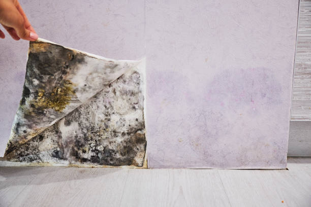 Best Commercial Mold Removal  in Buttonwillow, CA